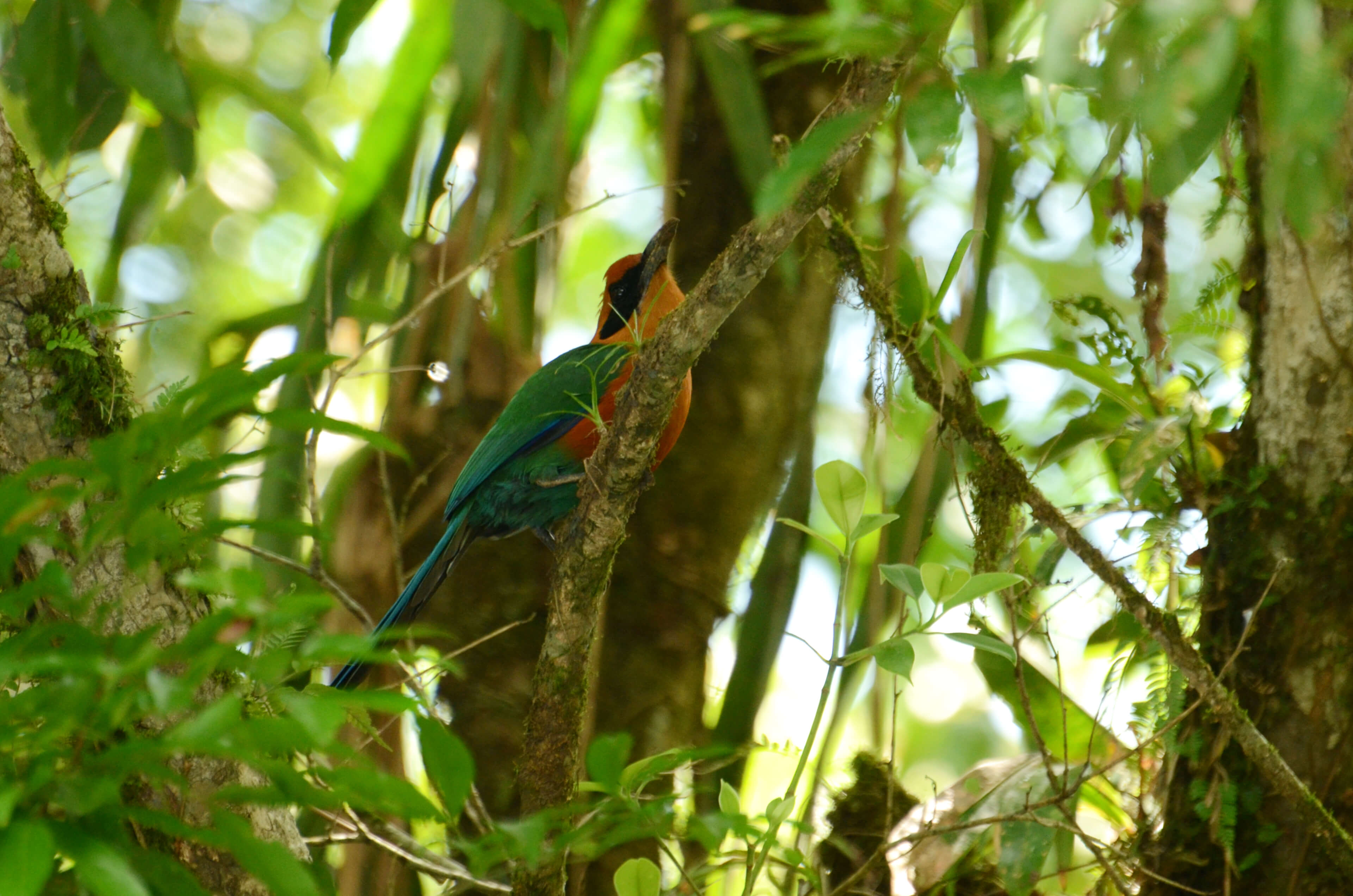 Motmot bird in Sarapiqui