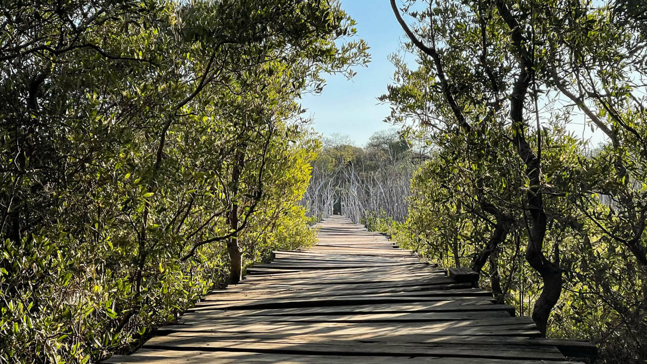 Puente Avellanas, a wooden bridge through the mangrove forest.