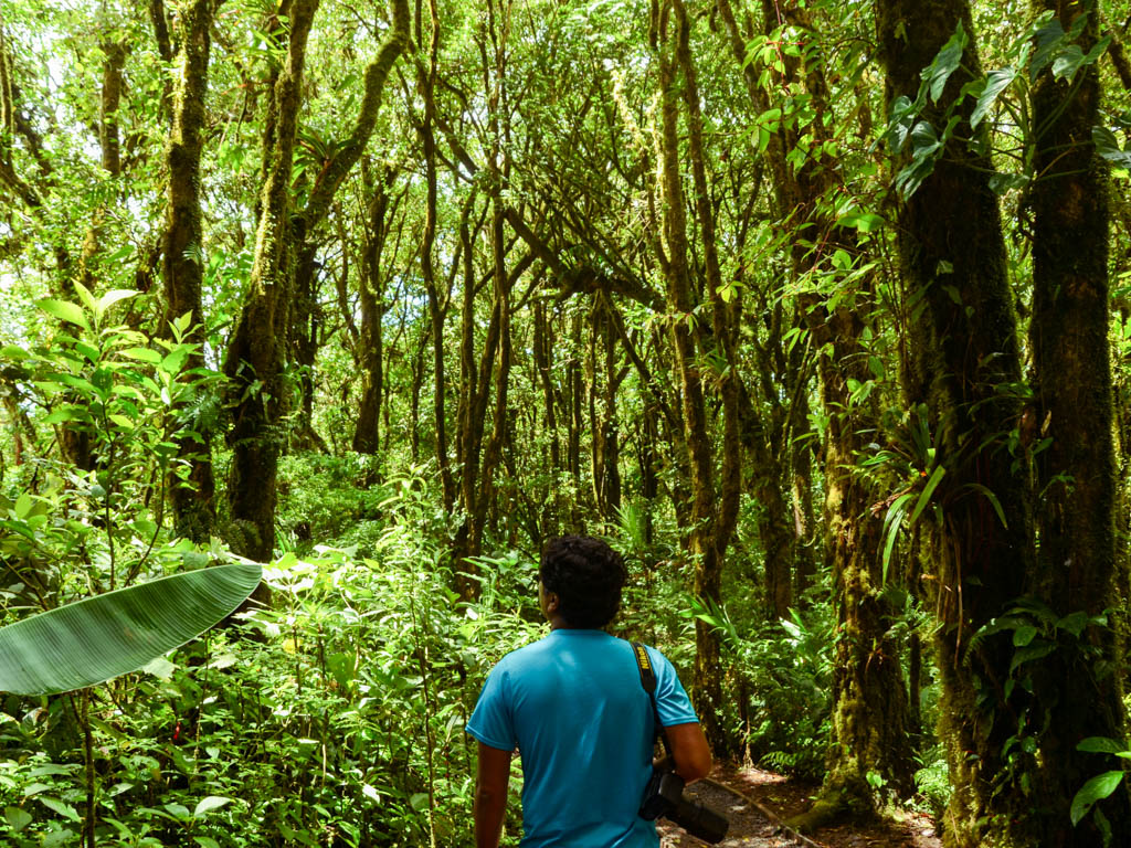 A man in blue t-shirt, walking in the lush forest at Santa Elena Reserve in Monteverde, Costa Rica.