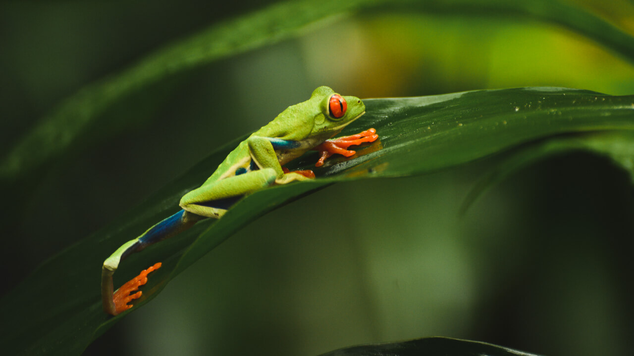 Red eyed tree frog in Costa Rica.