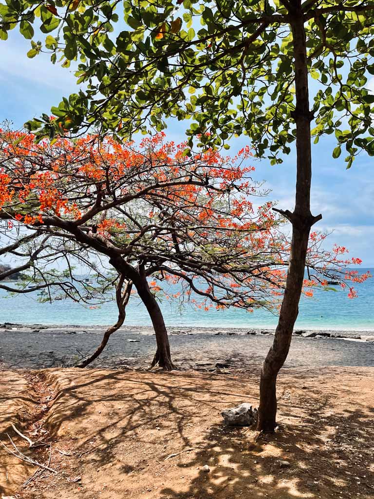 Tree with orange flowers in the foreground on black sand beach near Playa del Coco - Playa Ocotal.