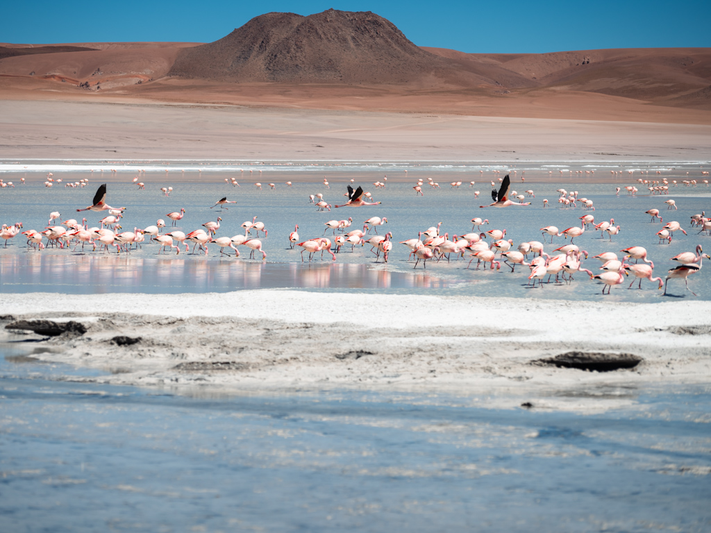 Flamingos at Laguna Blanca in the altiplano region of Bolivia.