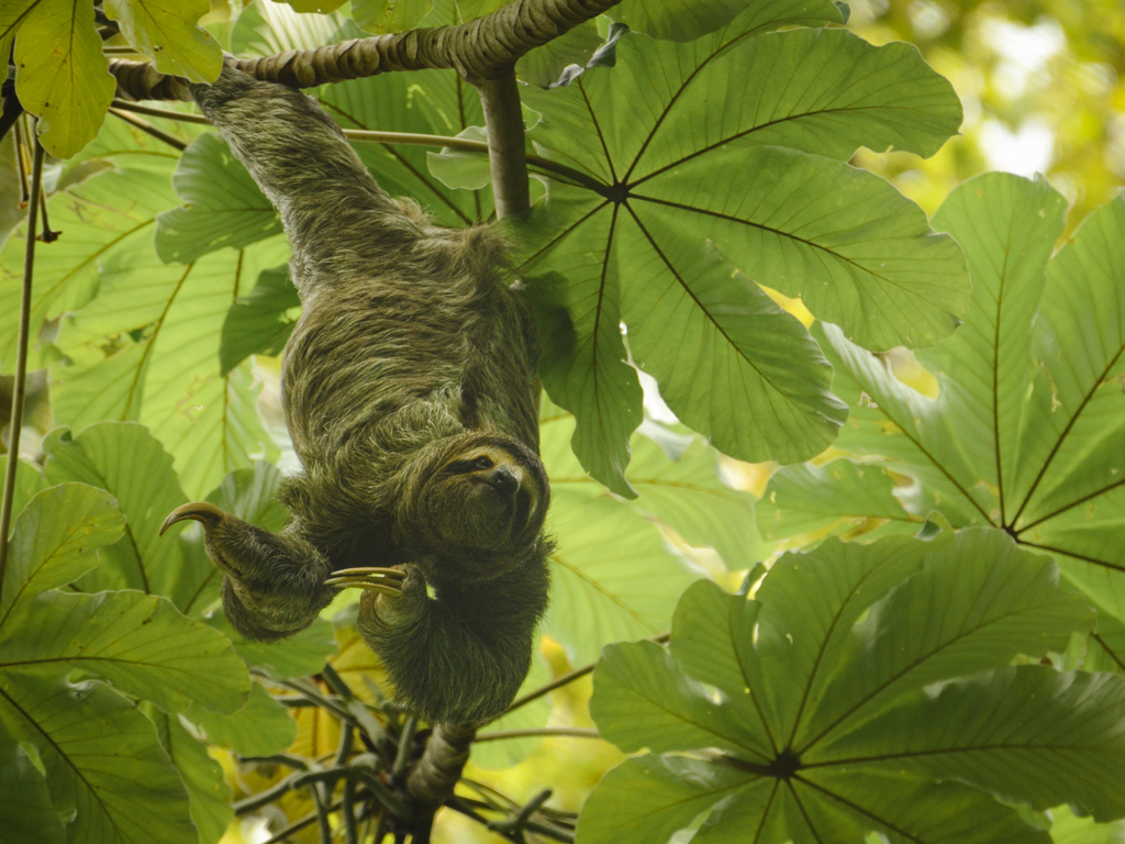 A three-spotted sloth hanging from a tree branch in Manuel Antonio National Park, Costa Rica. Manuel Antonio National Park is the must-visit place to include in your 3 days in Manuel Antonio itinerary.